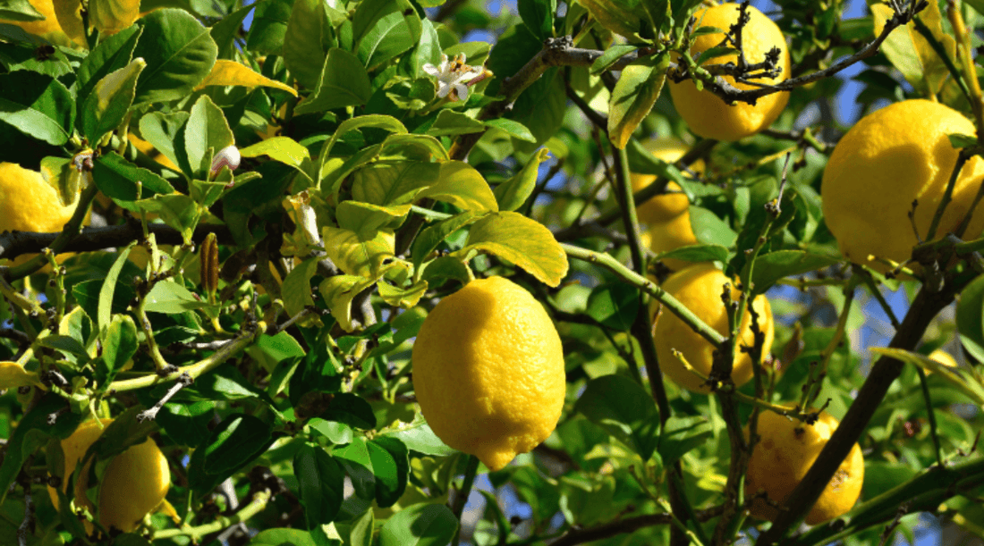 Sip into summer! Lemonade that hits the spot! 🍋 - randomcreativemoments
